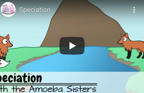 Reproductive Isolation Mechanisms - Amoeba Sisters youtube video screenshot