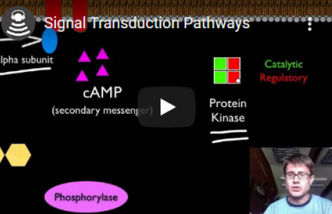 Thumbnail for Bozeman Science's video "Signal Transduction Pathways"