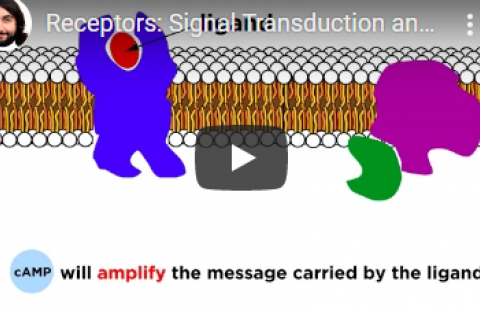 Thumbnail for Professor Dave Explains' video on receptors and signal transduction