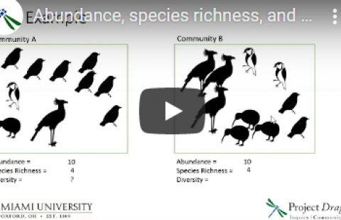 Thumbnail for Project Dragonfly's video on species richness