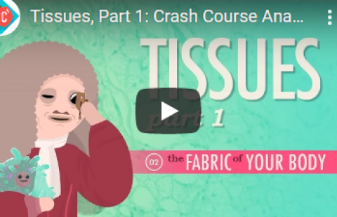 Thumbnail for Crash Course's video "Tissues, Part 1"