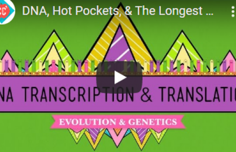 Thumbnail for Crash Course's video on DNA transcription and translation
