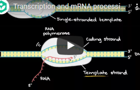 Thumbnail for Khan Academy's "Transcription and the mRNA process" video