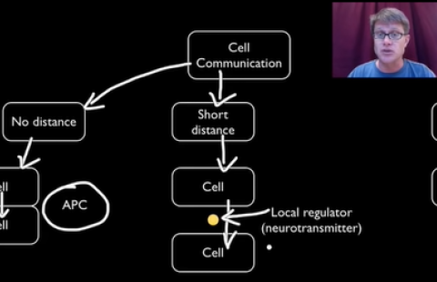 Screenshot from Bozeman Science's video on cell signaling