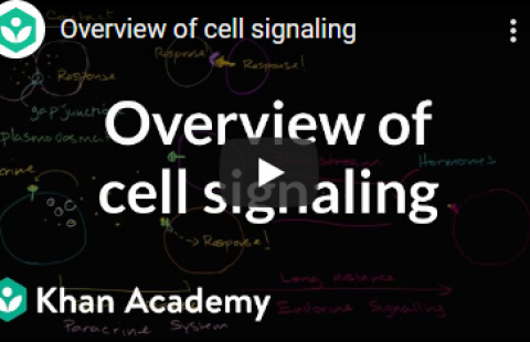 Thumbnail for Khan Academy's video "Overview of cell signaling"