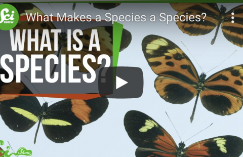 What is a species? - Sci Show youtube video screenshot