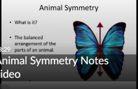 Thumbnail for the video on animal symmetry