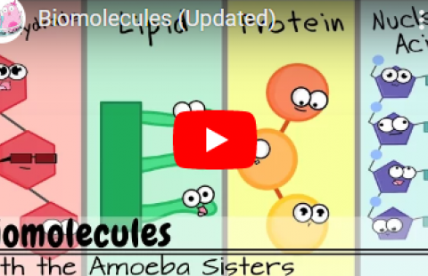 Thumbnail for the video on biomolecules