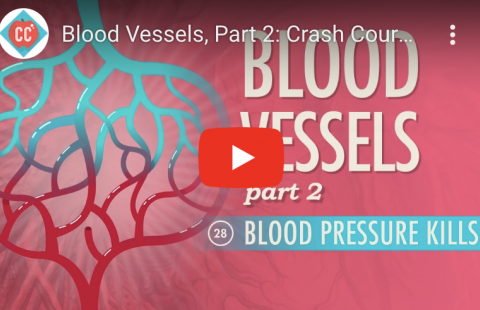 Blood Vessels-Blood Pressure Youtube video screenshot