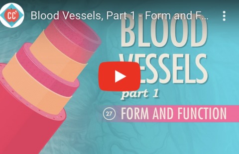 Blood Vessels-Form and Function Youtube video screenshot
