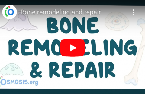 Bone Remodeling and Repair youtube screenshot