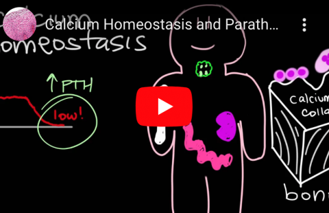 Calcium Homeostasis and PTH youtube screenshot