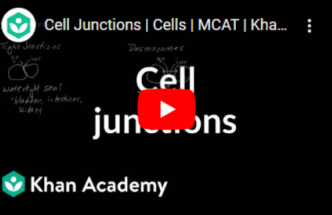 Thumbnail for the video on cell junctions