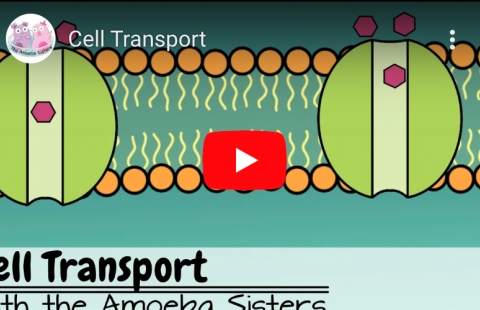 Cell Transport youtube screenshot