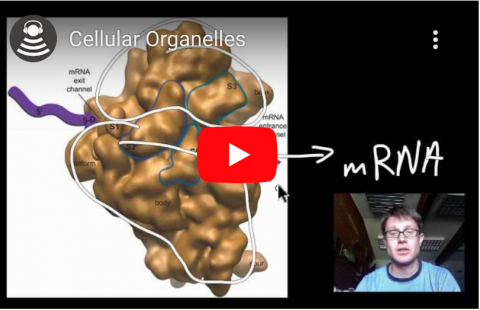 Cellular Organelles youtube screenshot