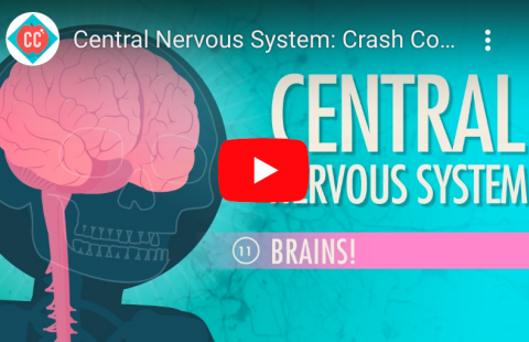 Central Nervous System youtube screenshot