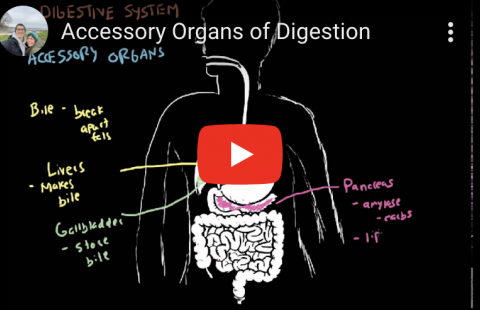 Digestion - Accessory Organs Youtube video screenshot
