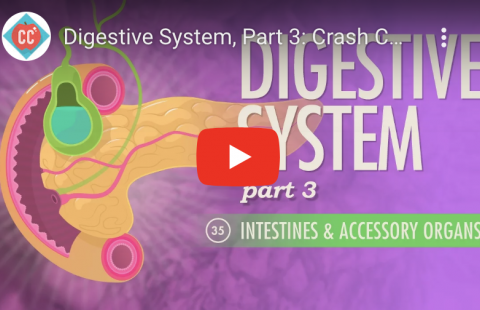 Digestion - The Intestines Youtube video screenshot