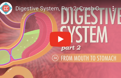 Digestion- Ingestion to Stomach Youtube video screenshot