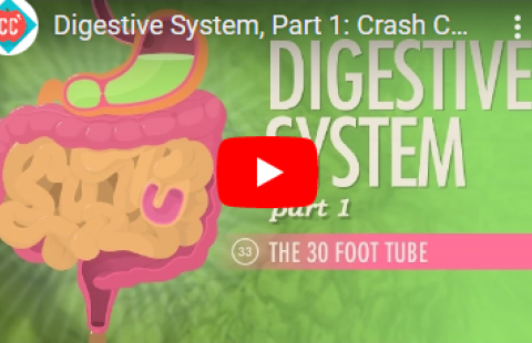 Thumbnail for the video on digestion