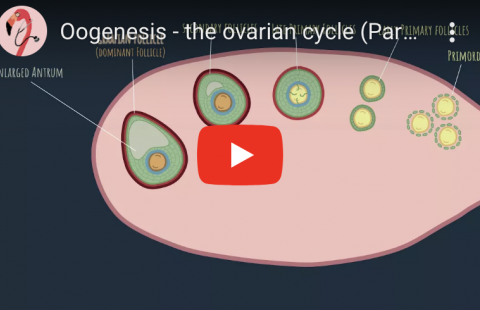 Female Reproductive System - Oogenesis Youtube video screenshot
