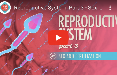 Fertilization and Reproduction Youtube video screenshot