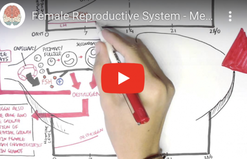 Hormonal Function and Menstrual Cycle Youtube video screenshot