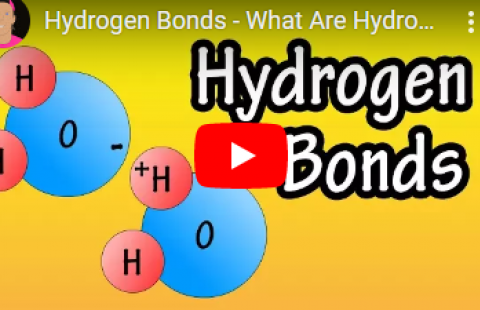 Thumbnail for the video on hydrogen bonds