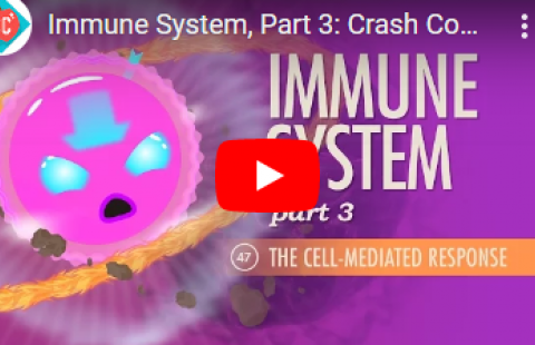 Thumbnail for Crash Course's video on the cell-mediated response of the immune system