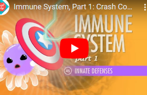 Thumbnail for Crash Course's video on the immune system