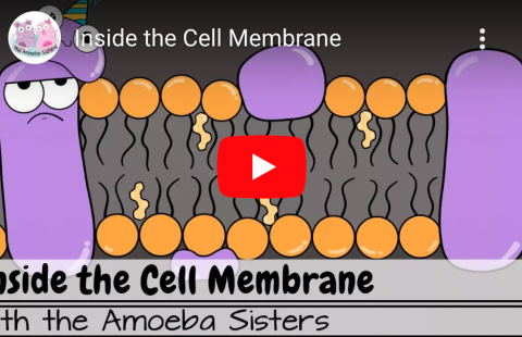 Inside the Cell Membrane youtube screenshot