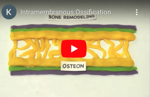 Intramembranous Ossification youtube screenshot