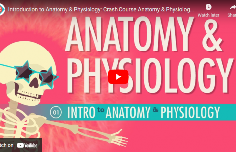 Thumbnail for Crash Course's video "Introduction to Anatomy and Physiology"