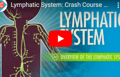 Thumbnail for Crash Course's video on the lymphatic system
