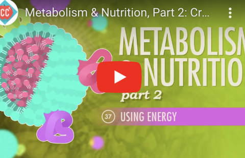 Metabolism - Energetics Youtube video screenshot