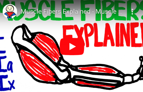 Muscle Fibers Explained youtube screenshot