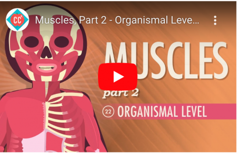 Muscle: Organismal Level youtube screenshot