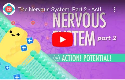 Nervous System Crash Course 2 youtube screenshot