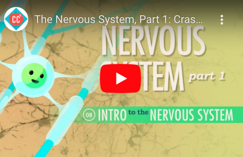 Nervous System Crash Course youtube screenshot