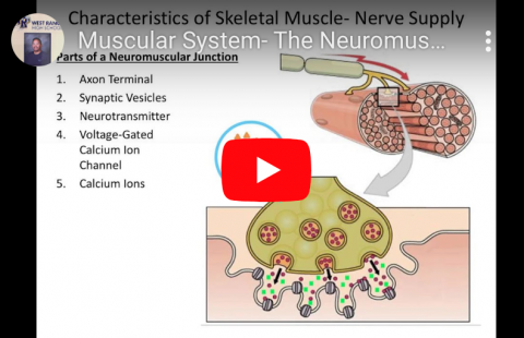 The Neuromuscular Junction youtube screenshot