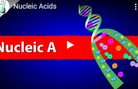 Thumbnail for the video on nucleic acids