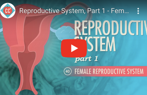 Overview - Female Reproductive System Youtube video screenshot