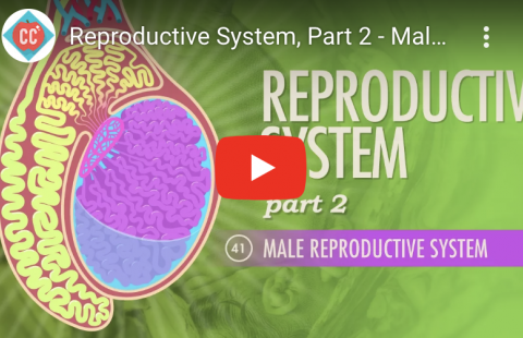 Overview- Male Reproductive System Youtube video screenshot