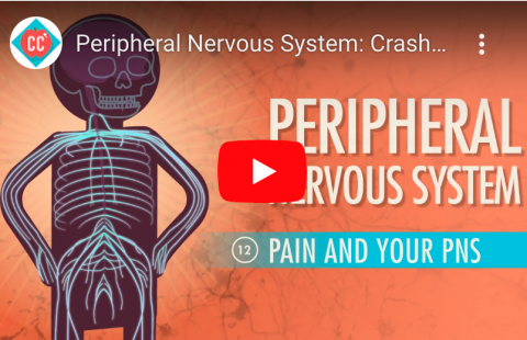 Peripheral Nervous System youtube screenshot