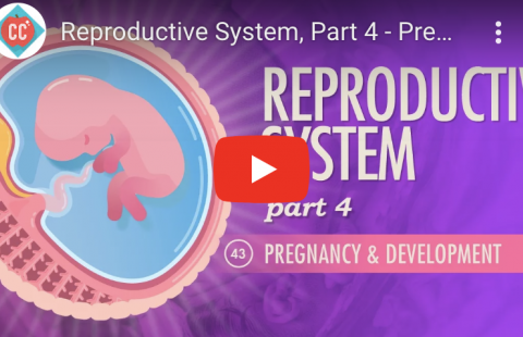 Pregnancy and Development Youtube video screenshot
