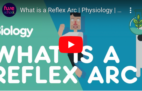 What is Reflex Arc youtube screenshot