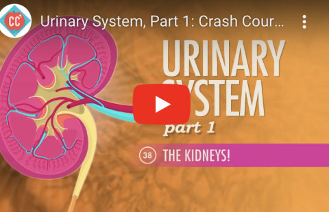Renal System- The Kidneys Youtube video screenshot
