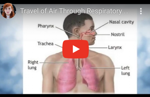 Respiratory Pathway – Science Art Youtube video screenshot
