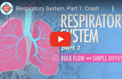 Respiratory System Part 1 – Crash Course Youtube video screenshot