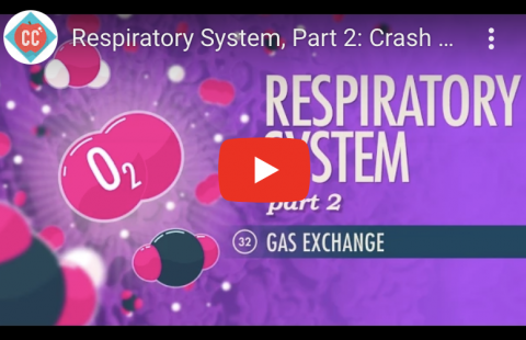 Respiratory System Part 2 – Crash Course Youtube video screenshot